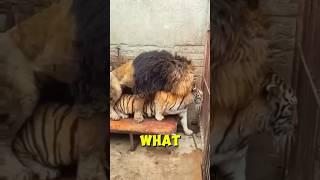 What Happens When a Lion and Tiger Have a Baby? 