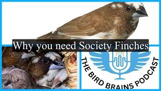 Society finch | Why they are needed as pets | Bird brains Podcast Episode 52