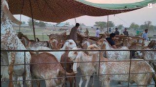 Lahore Manawa Mandi Update Makhi Chena Rajanpuri Bakre Mazhar Biba Official