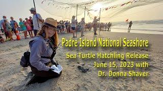 Padre Island National Seashore Sea Turtle Hatchling Release with Dr. Donna Shaver, 6/15/2023