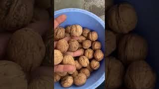 Walnut in Shell  #cashew #cashewkernels #dryfruits #kaju #walnut #chile #roastedcashews