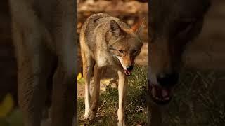 #coyotetherian #therian #coyote #therianthropy