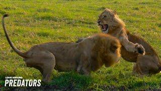 Male Lions Battle Over Right to Mate with Pride Females | The Lion Tree