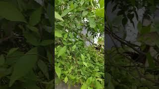 #vilva  tree#gardening #laddugopal #plantslovers