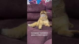 Каждому человеку нужен ждун!#вислоухийкот #золотаяшиншилла #kitten #catlover