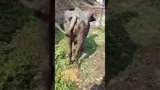 protozoal diarrhoea#trending #buffalo #cow #youtubeshorts #vet surgery #vet guru#d.d ramawat