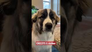 Dog slobber & cheezits 