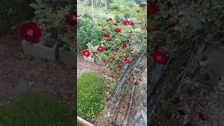 our Vining rose is gorgeous on the farm this year