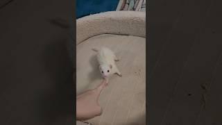 Explorer Chi Is Unstopable