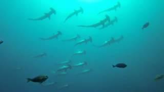 Schooling Hammerhead Sharks in South West Rocks