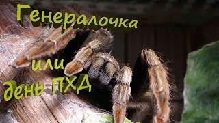 Генеральная уборка у птицееда Psalmopoeus cambridgei