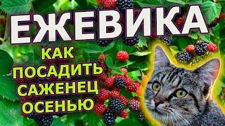 Посадите ТАК ежевику осенью и она НЕ ВЫМЕРЗНЕТ!  Как посадить ежевику осенью. Саженцы ежевики.