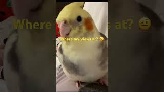 Does it work? #short #trend #waitaminute #bird #cockatiel