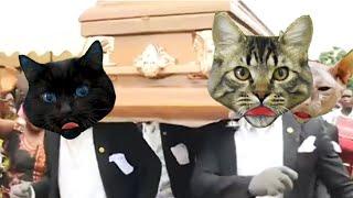 Astronomia - Coffin Dance Meme - Cat Cover (Official Music Video HD) Cats version by PushTheTempo