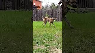 Мастиф Рэм - ловит роллы #dogfrisbee #dogtraining #frisbeedog