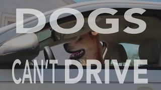 Tampa Connected Vehicles Pilot - Dogs Can't Drive