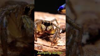 Jumping Spider, ハエトリグモ, 점프 거미