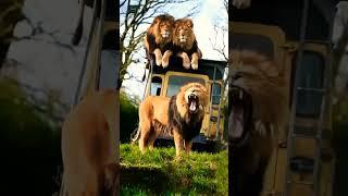 Lions Kingdom  | Lions Attitude Status |  Attitude Quotes #Shorts #Quotes #viral #Attitude