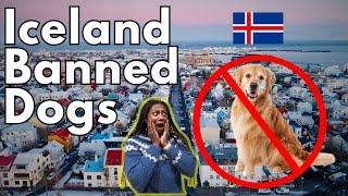 After Iceland's Capital Banned Dogs, This Happened