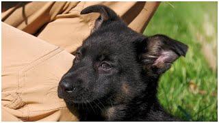 Highly Trainable and Eager to Work! | Kraftwerk K9 German Shepherds