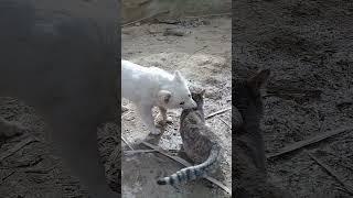 Cat vs Dog Fight | Epic Battle for Supremacy!