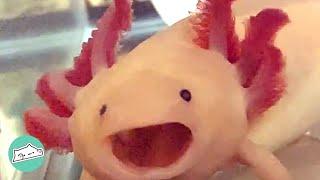 Family Got an Axolotl and Are Obsessed With His Smile | Cuddle Buddies