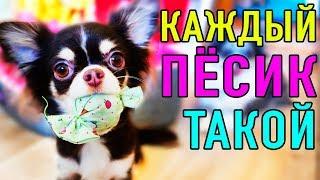 КАЖДЫЙ ПЕСИК ТАКОЙ | ПАРОДИЯ Magic Pets