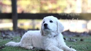 Training  8 Week Old English Golden Retriever Puppies (Molly/Luke Litter)