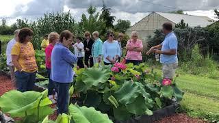 Larry Nau show lotus pond with local garden club