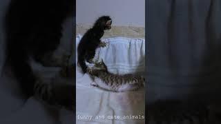 Try not to laugh Best funny animals cats and dogs videos