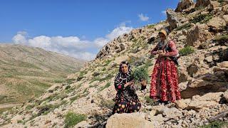 Harvesting the Highlands: A Nomadic Woman's Journey to Gather Mountain Plants