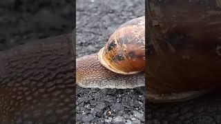 Snail Shorts | snail video for kids | snail video in tamil | snail video cartoon #shorts #snailvidio