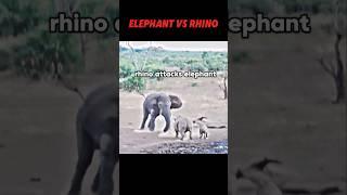 Elephant vs rhino #trending #animals #wildlife #elephant #rhino #shorts #short