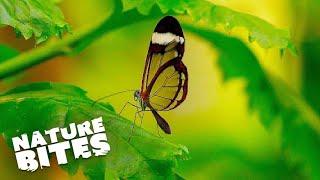 Step Inside Chester's Butterfly House |  The Secret Life of the Zoo | Nature Bites