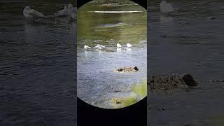 Seagulls through the Nikon Action EX 16x50