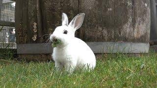 Baby Bunnies Hopping Around and Munching On Kale Will Make You Smile