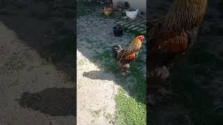 lonely rooster