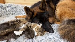 German Shepherd Protects and Babysits Mama Cat’s Newborn Kittens