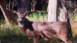 MN Firearms Deer Harvest Up Compared to Last Year After 9 Days of Season | Lakeland News