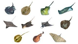 Types of Stingray | 11 Stingray Species #stingray #searays