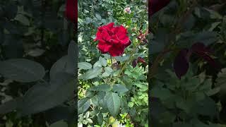 Роза чайно-гибридная Гранд Шато #flower #rose #garden