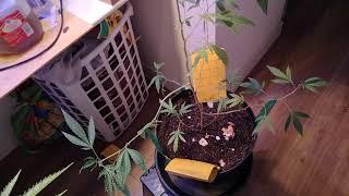 Old School Weed Growing #1