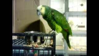 Blue fronted amazon parrot eating - Синьолобий амазон