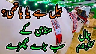 HEAVIEST BULLS of Jamal Cattle Farm Sohrab Goth Cow Mandi | Bakra Eid 2022 | Cattle Market Karachi