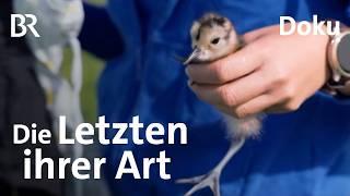 Die Letzten ihrer Art: Kampf um die Brachvögel | UNKRAUT | Doku | BR