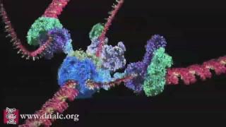 Mechanism of DNA Replication (Basic)