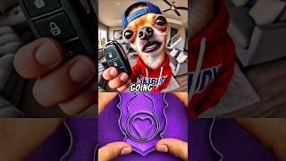Uncle Bob is taking care of chihuahua part 2  Sound ​⁠#SimplyDLX #memes