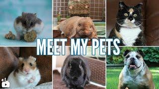 MEET MY PETS 2017