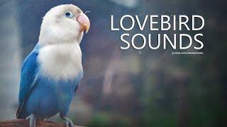 Lovebird Chirping Sounds: Blue Opaline - January 2025