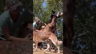 Baby scratches!!! #horsebehavior #horsecare #equestrian #weanling #foalseason #foalscratches#mustang